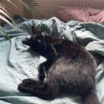 Simba   Abyssin Mâle stérilisé - Garde d'animaux à domicile