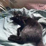 Simba Simba Abyssin Mùle stérilisé - Garde d'animaux à domicile