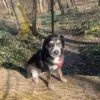 Images de profil de Caroline - Blooming Pets - Petsitting et garde d'animaux Ă domicile