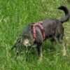 Images de profil de Caroline - Blooming Pets - Petsitting et garde d'animaux à domicile