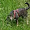 Images de profil de Caroline - Blooming Pets - Petsitting et garde d'animaux Ă domicile