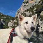 Sirius   Berger Blanc Suisse Mâle - Garde d'animaux à domicile