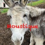 Moustique   Âne des Vosges Hongre - Garde d'animaux à domicile