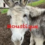 Moustique   Âne des Vosges Hongre - Garde d'animaux à domicile