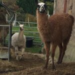 Sirius   Llama Mâle - Garde d'animaux à domicile