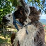 Bugatti   Llama Mâle - Garde d'animaux à domicile