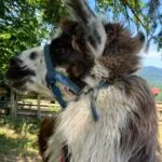 Bugatti   Llama Mâle - Garde d'animaux à domicile