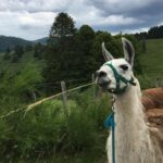 Miracle   Llama Femelle - Garde d'animaux à domicile