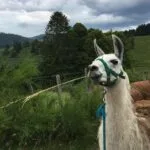 Miracle   Llama Femelle - Garde d'animaux à domicile