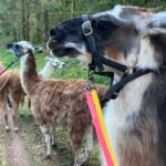 Heros   Llama Mâle - Garde d'animaux à domicile