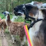 Heros   Llama Mâle - Garde d'animaux à domicile
