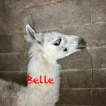 Belle   Llama Femelle - Garde d'animaux à domicile