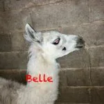 Belle   Llama Femelle - Garde d'animaux à domicile