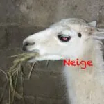 Neige   Llama Femelle - Garde d'animaux à domicile