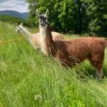 Lola   Llama Femelle - Garde d'animaux à domicile