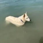 Ischa   Berger Blanc Suisse Femelle - Garde d'animaux à domicile