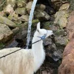 Gazelle   Llama Femelle - Garde d'animaux à domicile