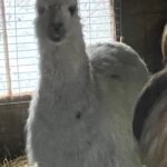 Princesse   Llama Femelle - Garde d'animaux à domicile