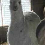 Princesse   Llama Femelle - Garde d'animaux à domicile