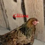 Caline   Brahma Femelle - Garde d'animaux à domicile