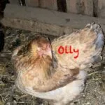 Olly   Brahma Femelle - Garde d'animaux à domicile