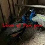 Panpan   Paon Bleu (Pavo Cristatus) Mâle - Garde d'animaux à domicile