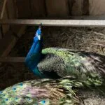 Leon   Paon Bleu (Pavo Cristatus) Mâle - Garde d'animaux à domicile