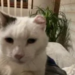 Ice   European Shorthair (Européen) Mâle - Garde d'animaux à domicile