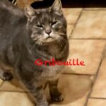 Gribouille   European Shorthair (Européen) Femelle - Garde d'animaux à domicile