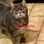 Gribouille   European Shorthair (Européen) Femelle - Garde d'animaux à domicile