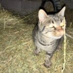 Récupe   European Shorthair (Européen) Femelle - Garde d'animaux à domicile