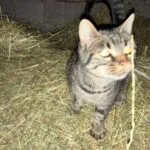 Récupe   European Shorthair (Européen) Femelle - Garde d'animaux à domicile