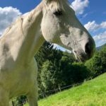 Clarabella   Selle Français Femelle - Garde d'animaux à domicile