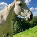 Clarabella   Selle Français Femelle - Garde d'animaux à domicile