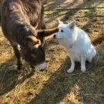 Bluette   Âne des Vosges Femelle - Garde d'animaux à domicile