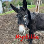 Myrtille   Âne des Vosges Femelle - Garde d'animaux à domicile