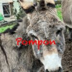 Pompon   Âne des Vosges Hongre - Garde d'animaux à domicile
