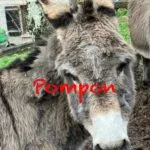 Pompon   Âne des Vosges Hongre - Garde d'animaux à domicile