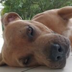 Natsu   American Bully Mâle stérilisé - Garde d'animaux à domicile