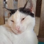 Neige   Croisé Mâle stérilisé - Garde d'animaux à domicile