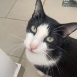Makao   Croisé Mâle stérilisé - Garde d'animaux à domicile