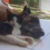 Images de profil de Celena - Blooming Pets - Petsitting et garde d'animaux à domicile
