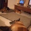 Images de profil de Celena - Blooming Pets - Petsitting et garde d'animaux à domicile