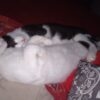Images de profil de Celena - Blooming Pets - Petsitting et garde d'animaux à domicile