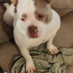 Ruby   American Bully Femelle - Garde d'animaux à domicile