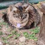 Poutina   Persan Femelle - Garde d'animaux à domicile