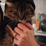 Mya   Persan Femelle - Garde d'animaux à domicile