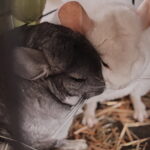 Stuart   Afro-Violet Mâle - Garde d'animaux à domicile