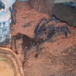 Mymi   Grammostola Pulchra Femelle - Garde d'animaux à domicile