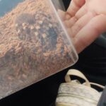 Maytika   Acanthoscurria Geniculata Femelle - Garde d'animaux à domicile